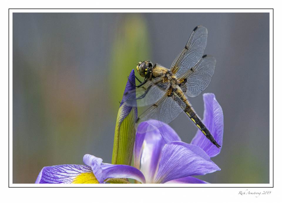 dragonfly on blue flag.jpg